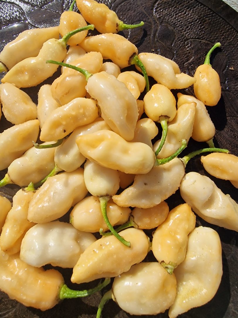 Cheiro do Laranja Chilli Seeds - Image 6