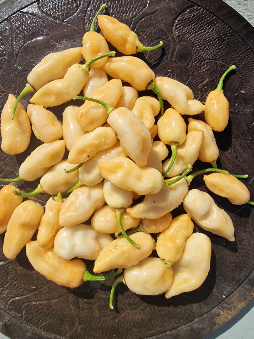 Cheiro do Laranja Chilli Seeds - Image 4