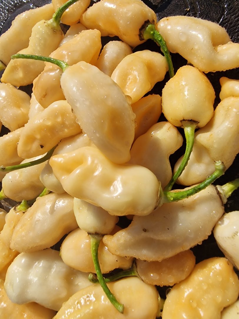 Cheiro do Laranja Chilli Seeds - Image 3
