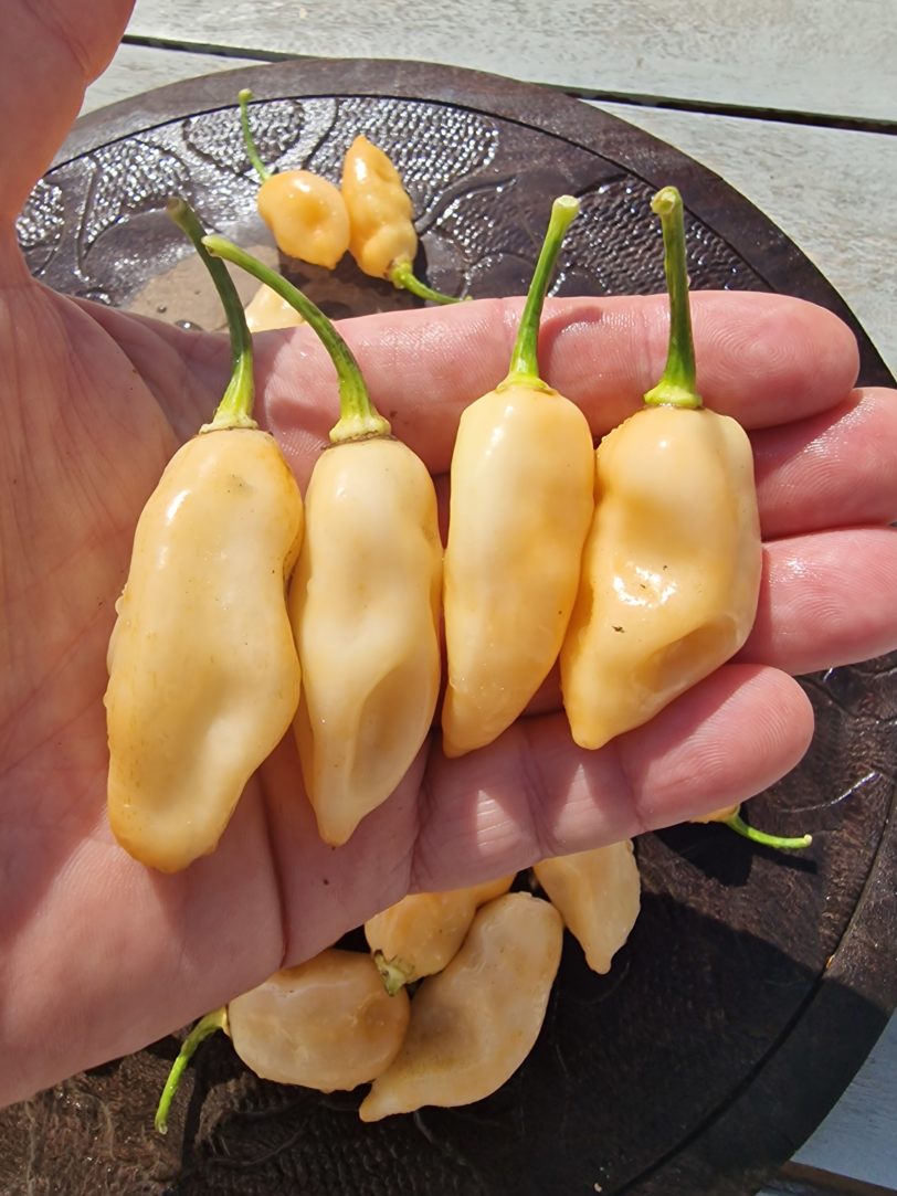 Cheiro do Laranja Chilli Seeds - Image 2