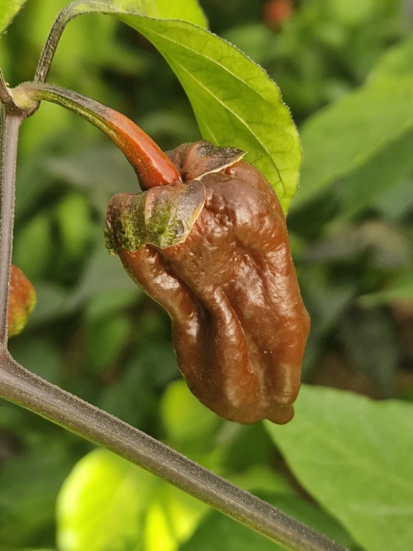 Chocolate BBG Chilli Seeds - Image 2