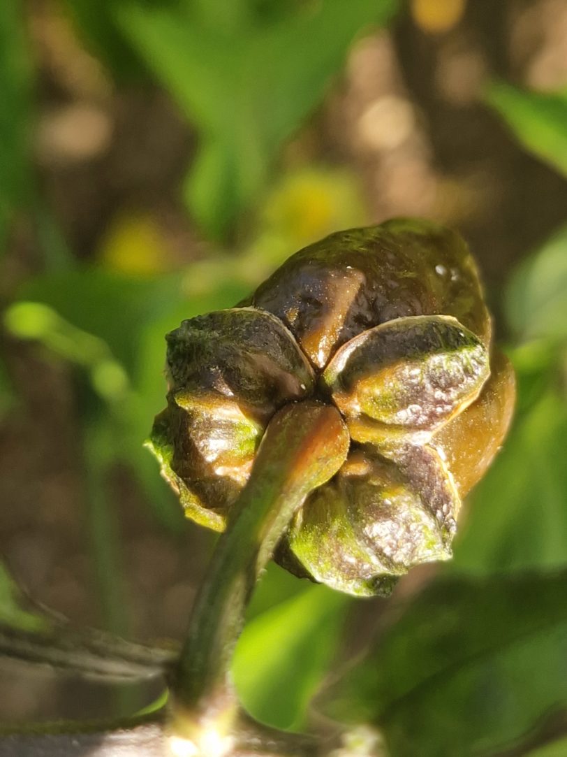 Chocolate BBG Chilli Seeds - Image 3