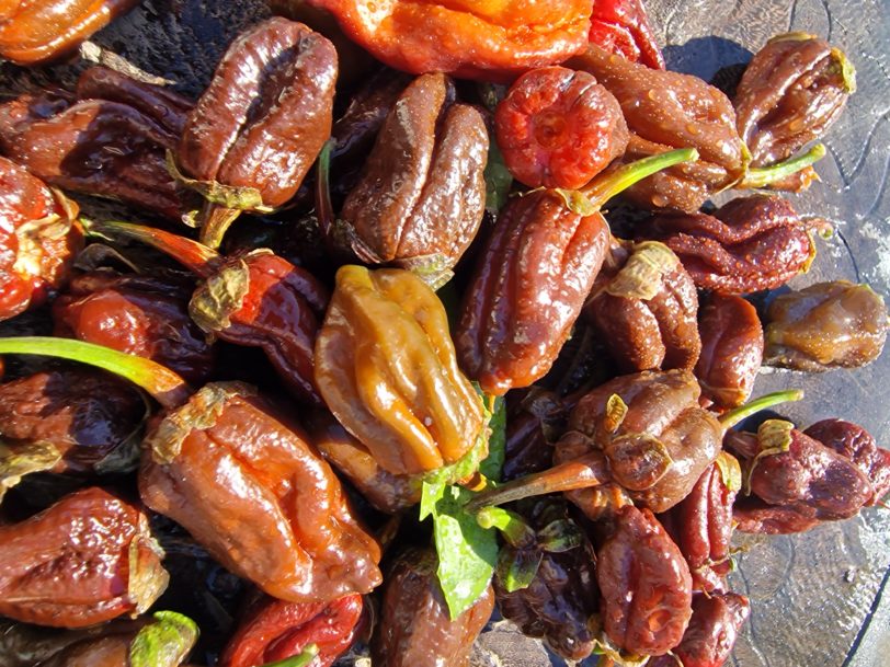 Chocolate BBG Chilli Seeds - Image 4