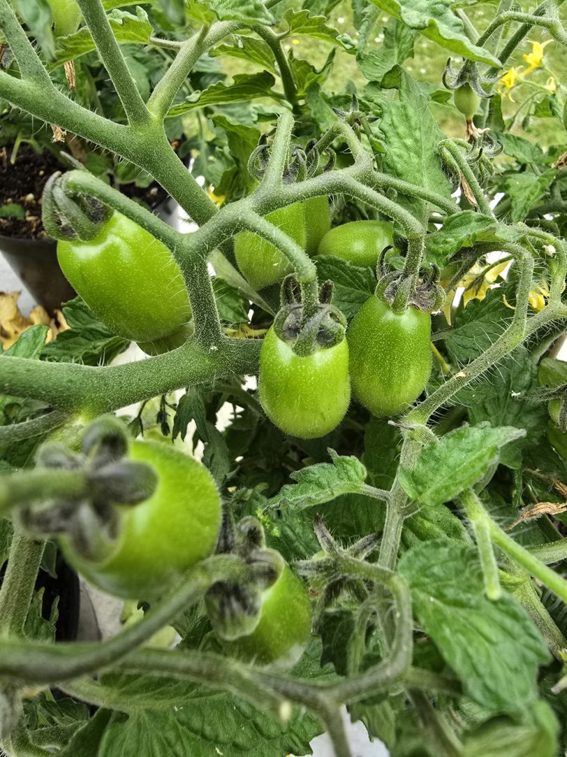 Nina Neutron Micro Dwarf Tomato Seeds - Image 5