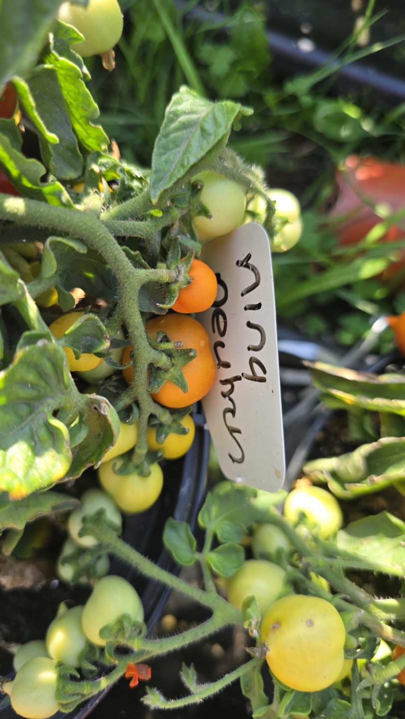 Nina Neutron Micro Dwarf Tomato Seeds - Image 2