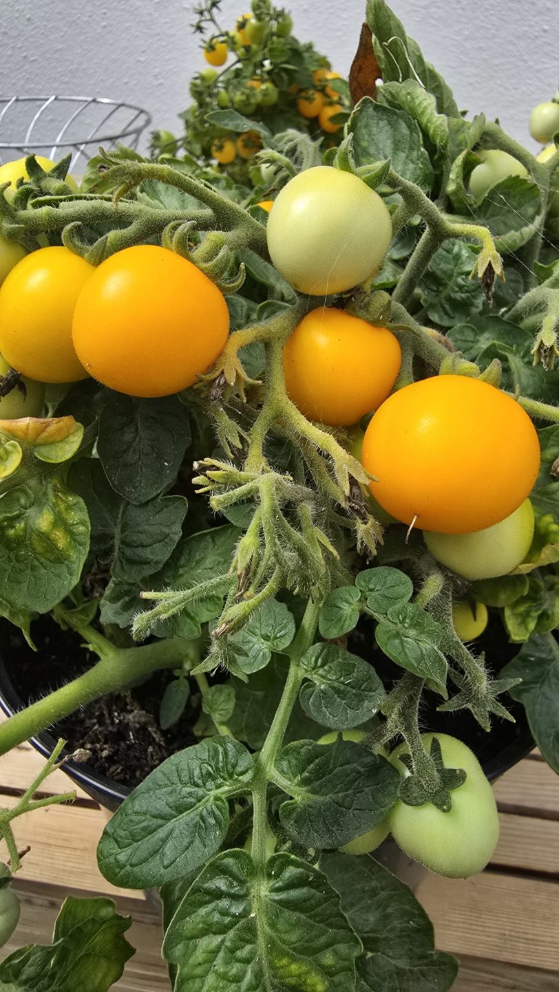 Micro Tom Gold Micro Dwarf Tomato Seeds - Image 2
