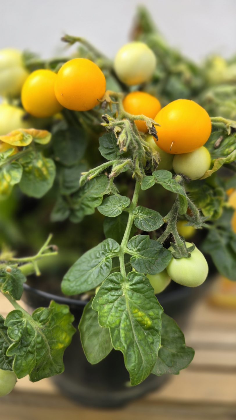 Micro Tom Gold Micro Dwarf Tomato Seeds - Image 3
