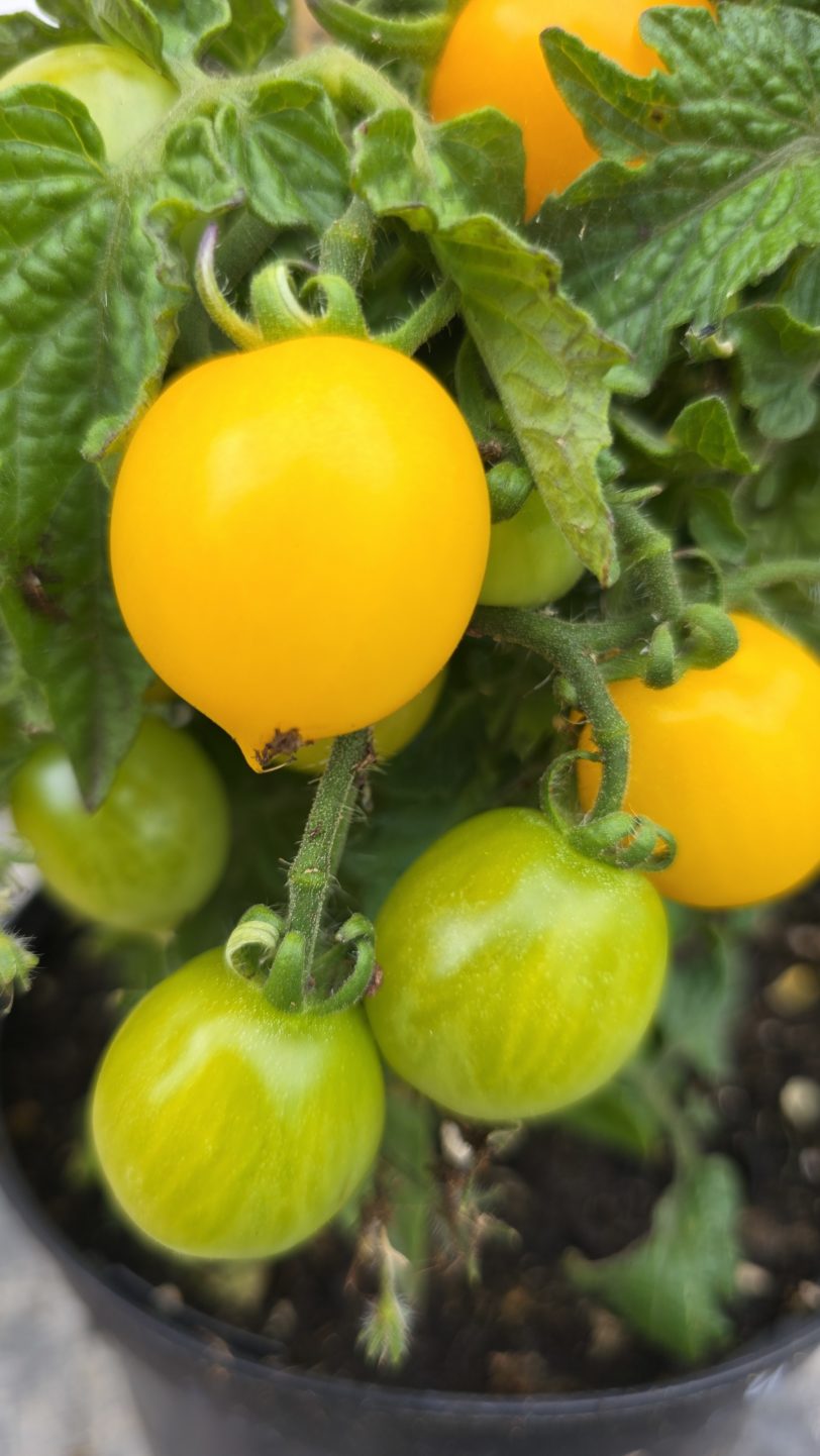 GG´s Glory Multiflora Micro Dwarf Tomato Seeds - Image 4