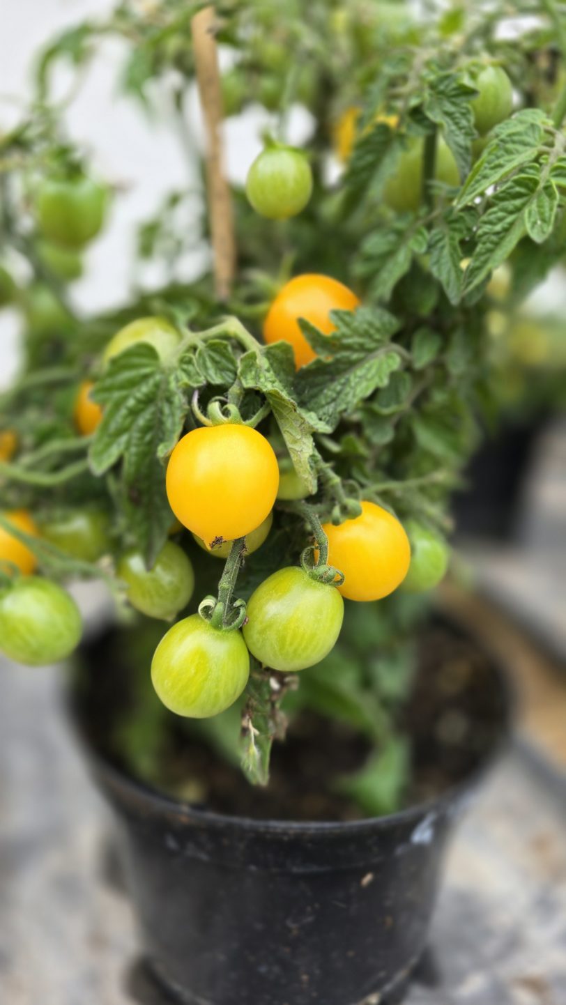 GG´s Glory Multiflora Micro Dwarf Tomato Seeds - Image 5