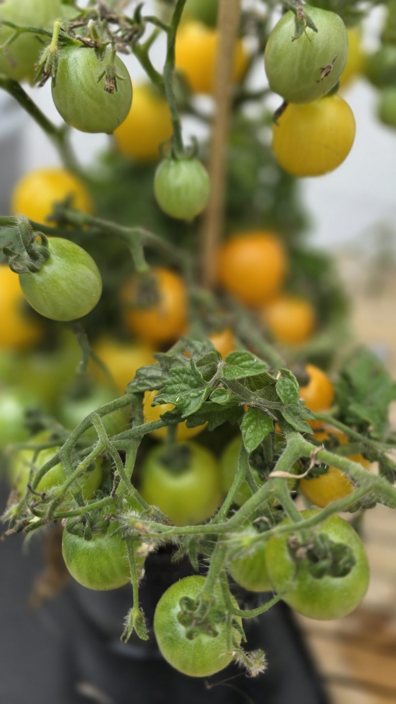 GG´s Glory Multiflora Micro Dwarf Tomato Seeds - Image 6