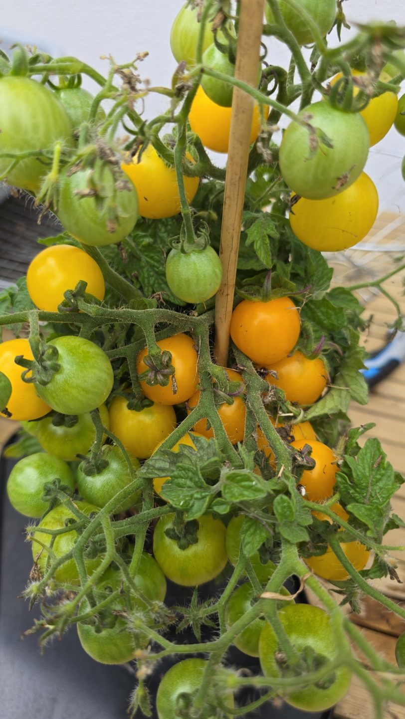 GG´s Glory Multiflora Micro Dwarf Tomato Seeds - Image 8