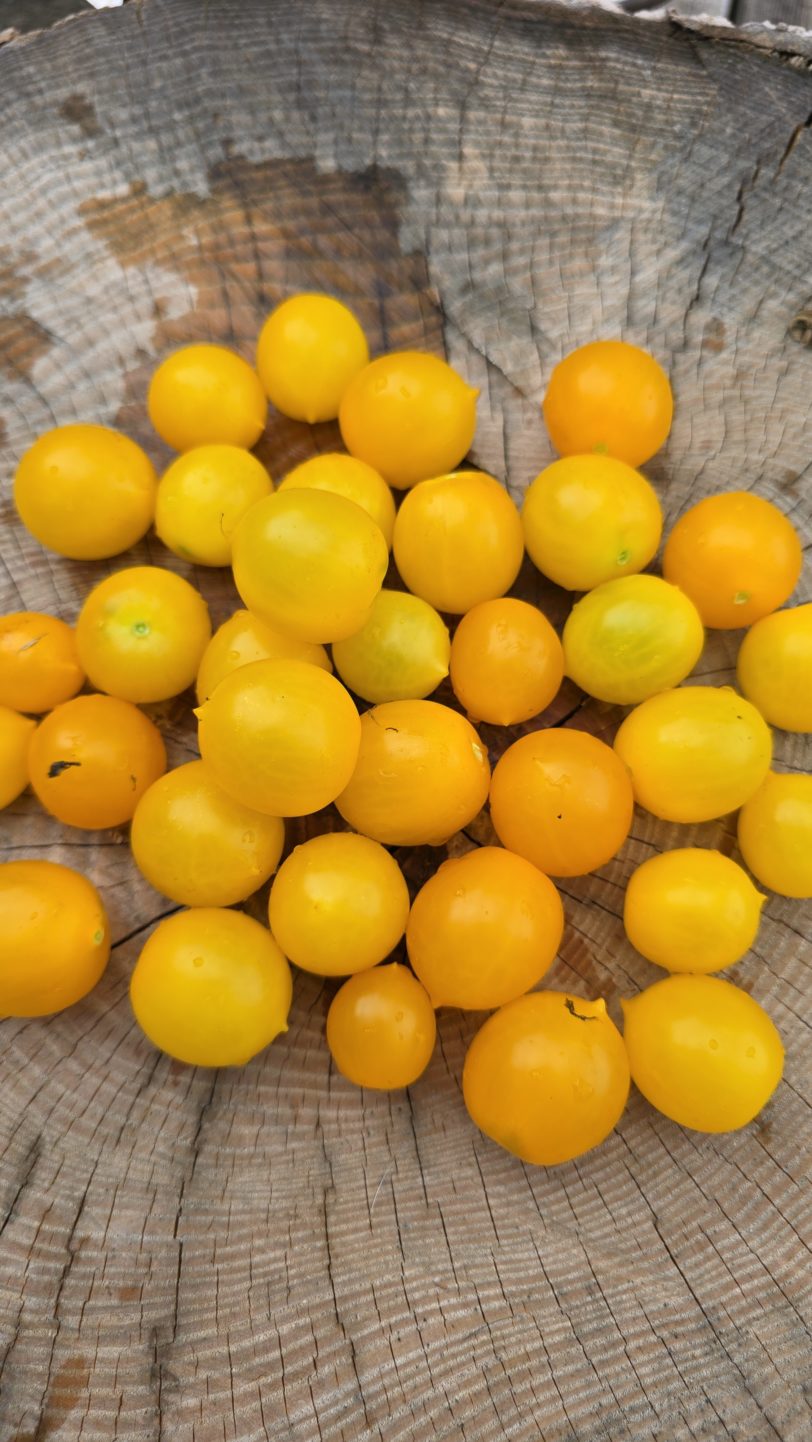 GG´s Glory Multiflora Micro Dwarf Tomato Seeds - Image 9