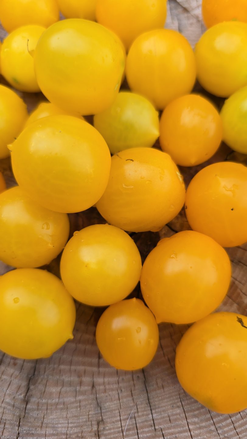 GG´s Glory Multiflora Micro Dwarf Tomato Seeds - Image 10