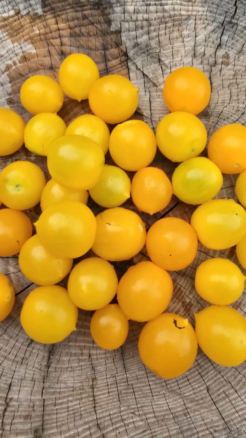 GG´s Glory Multiflora Micro Dwarf Tomato Seeds - Image 11