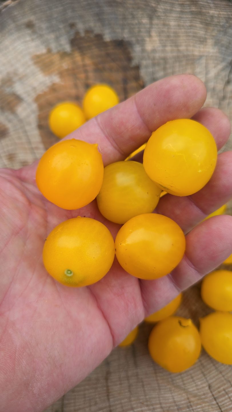 GG´s Glory Multiflora Micro Dwarf Tomato Seeds - Image 2