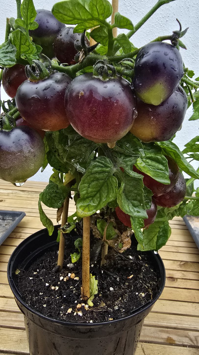 Tartufo Micro Dwarf Tomato Seeds - Image 6