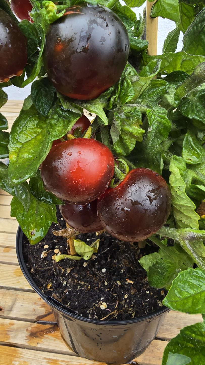 Tartufo Micro Dwarf Tomato Seeds - Image 5