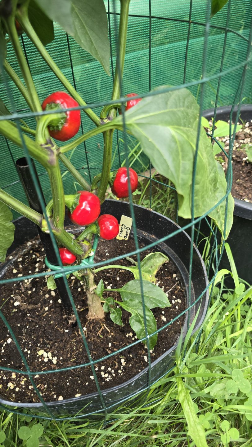 Cherry Bomb Chilli Seeds - Image 3