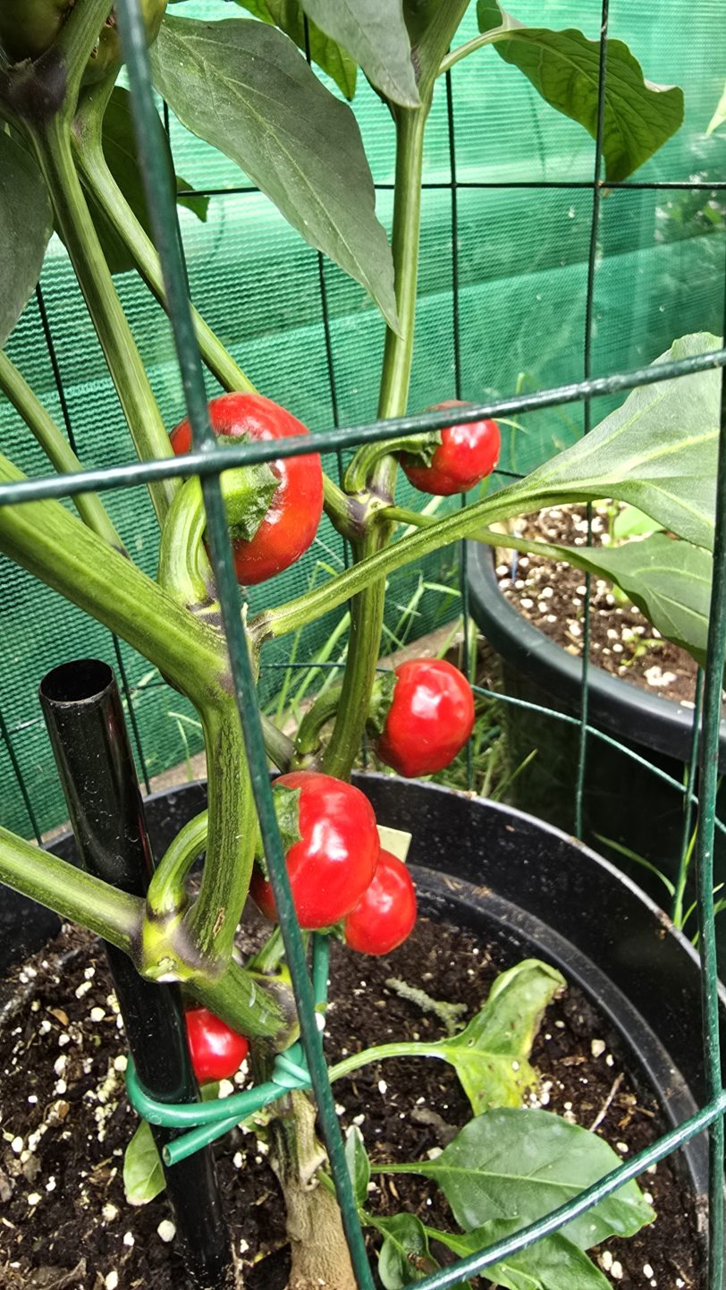 Cherry Bomb Chilli Seeds - Image 2