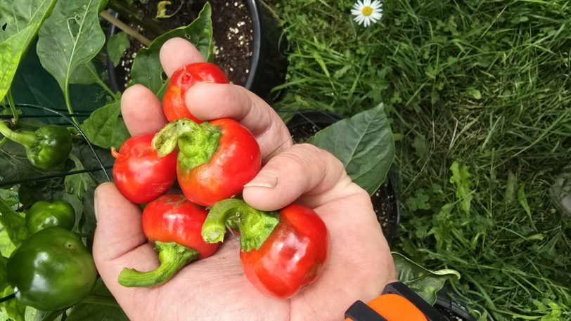 Cherry Bomb Chilli Seeds - Image 4