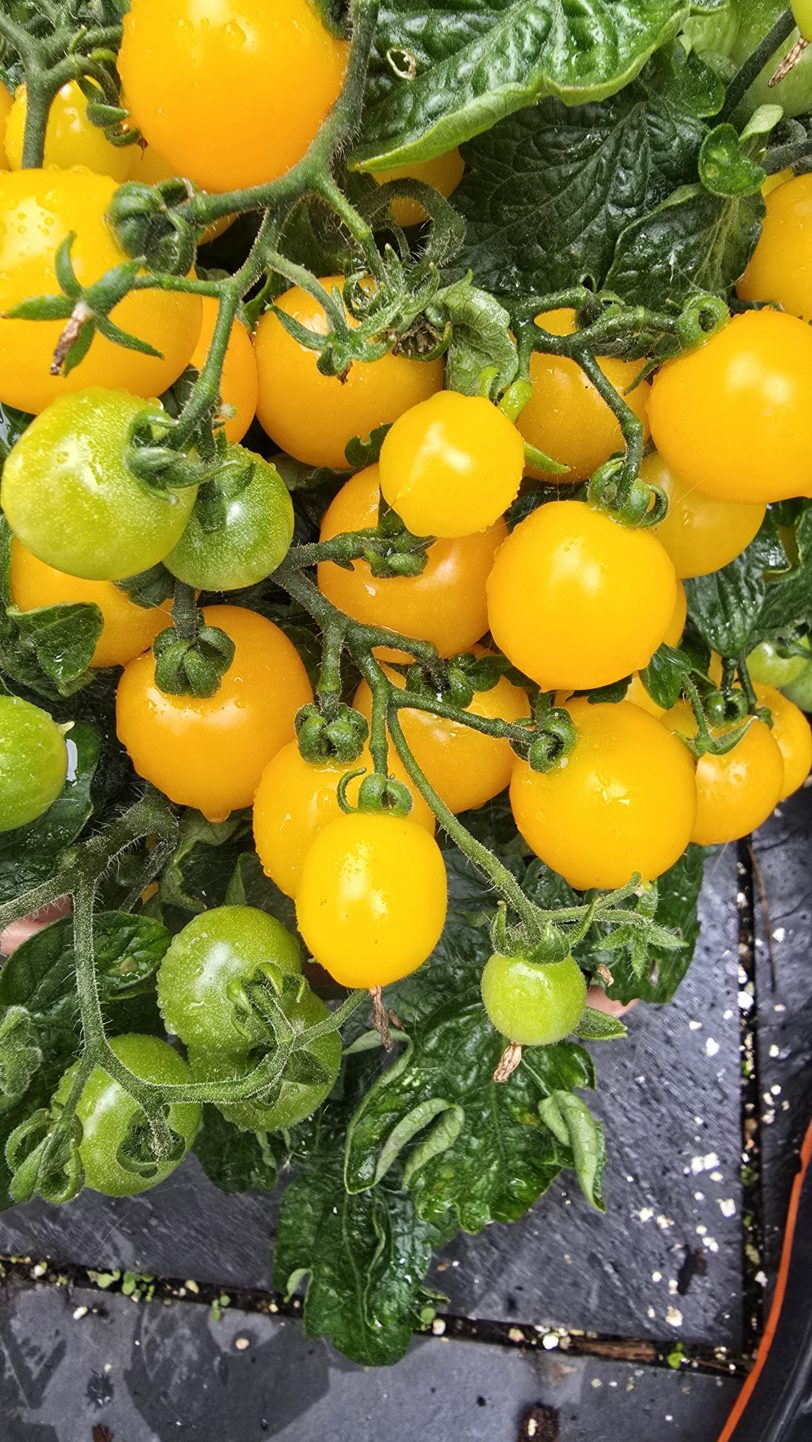 Ghevichi Micro Dwarf Tomato Seeds - Image 2