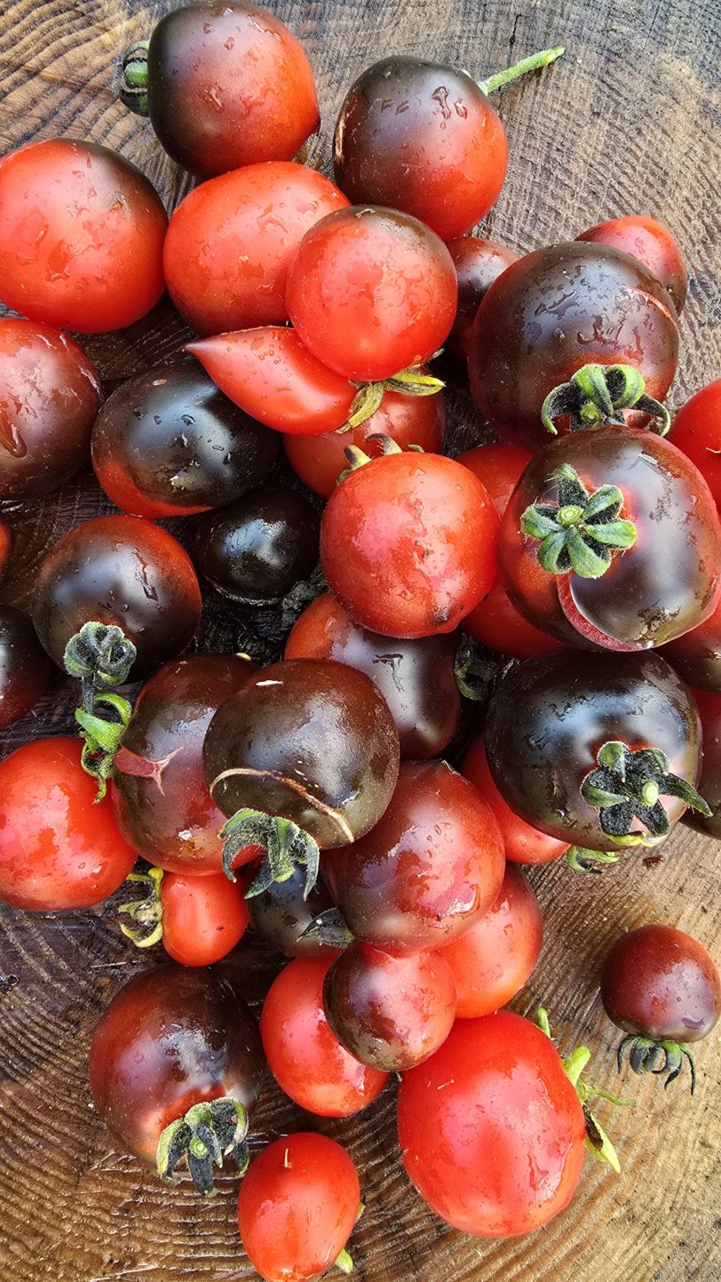 Tartufo Microdwarf Tomato Seeds