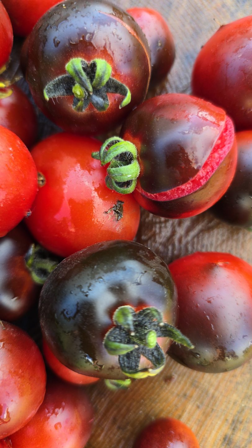Tartufo Micro Dwarf Tomato Seeds - Image 4