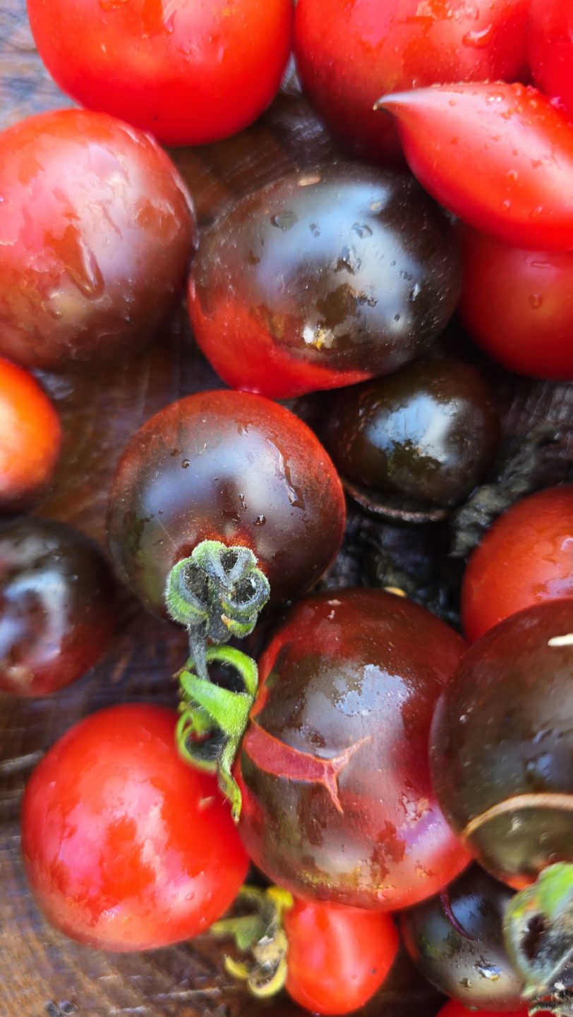 Tartufo Micro Dwarf Tomato Seeds - Image 3