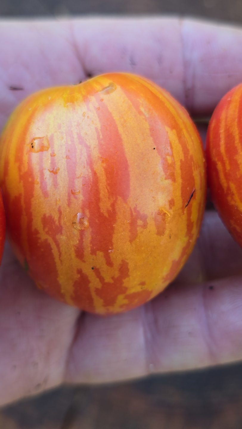 Bonte Tiger Micro Dwarf Tomato Seeds - Image 3
