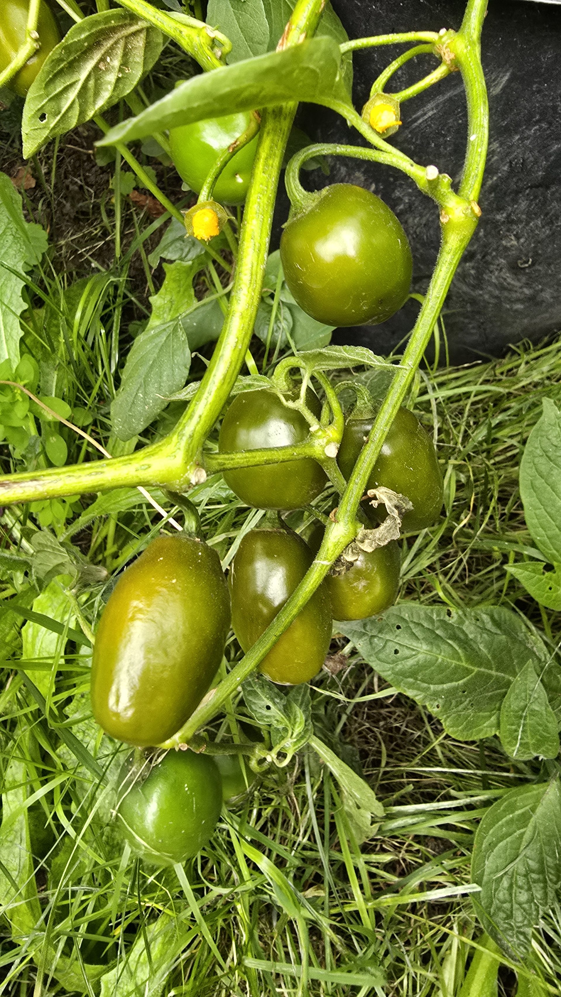 Mini Rocoto Red Pepper Mini Olive Rocoto Chilli Seeds - Mini Olive Rocoto Pepper Seeds - Red ...