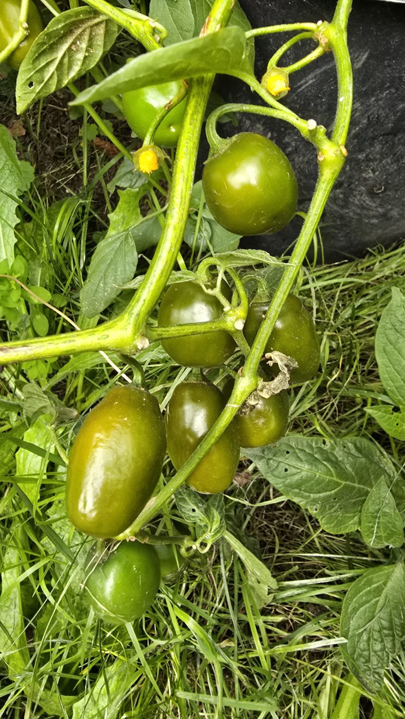 Mini Olive Rocoto Chilli Seeds - Image 3