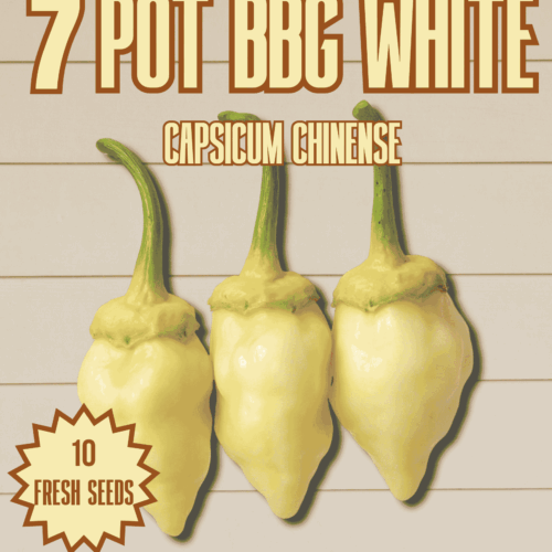7 Pot BBG White Chilli Seeds