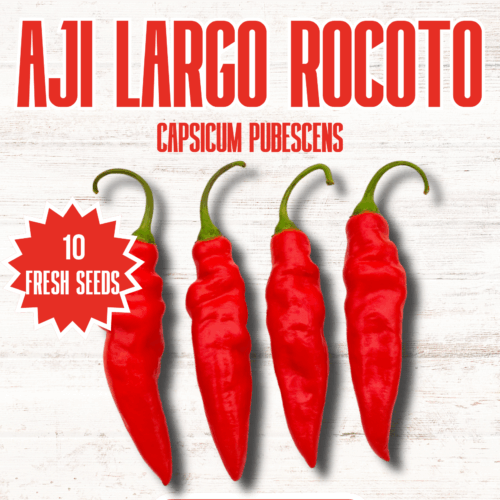 Aji Largo Rocoto Chilli Seeds