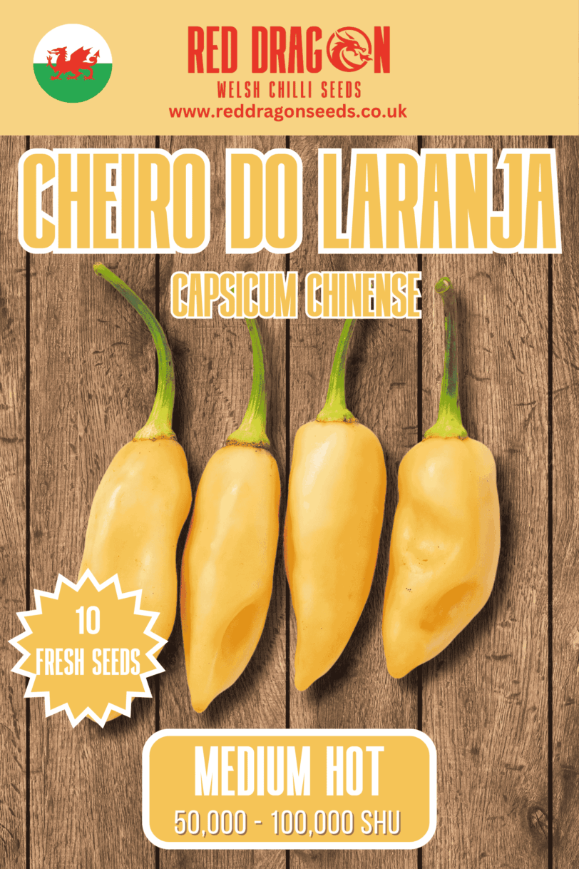 Cheiro do Laranja Chilli Seeds
