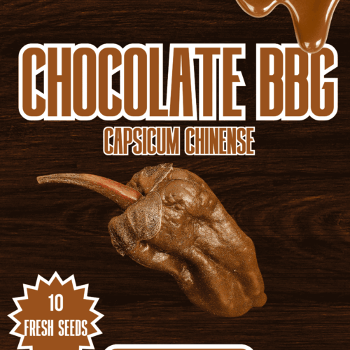 Chocolate BBG Chilli Seeds
