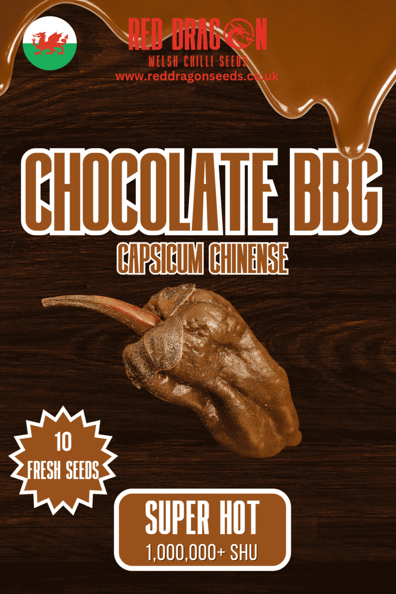 Chocolate BBG Chilli Seeds