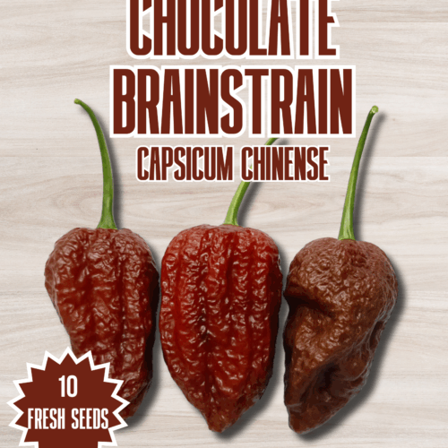 Chocolate Brainstrain Chilli Seeds