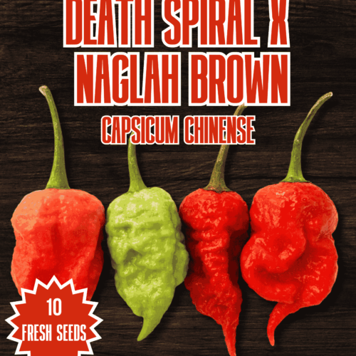 Death Spiral x Naglah Brown Chilli Seeds