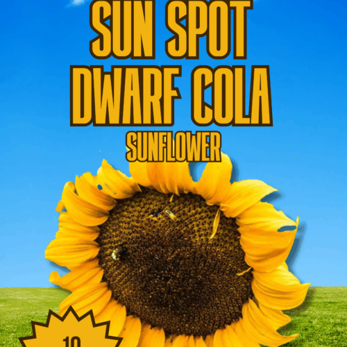 Sun Spot Dwarf Cola Sunflower Seeds