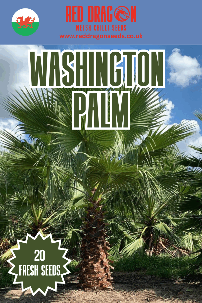 Washington Palm Seeds