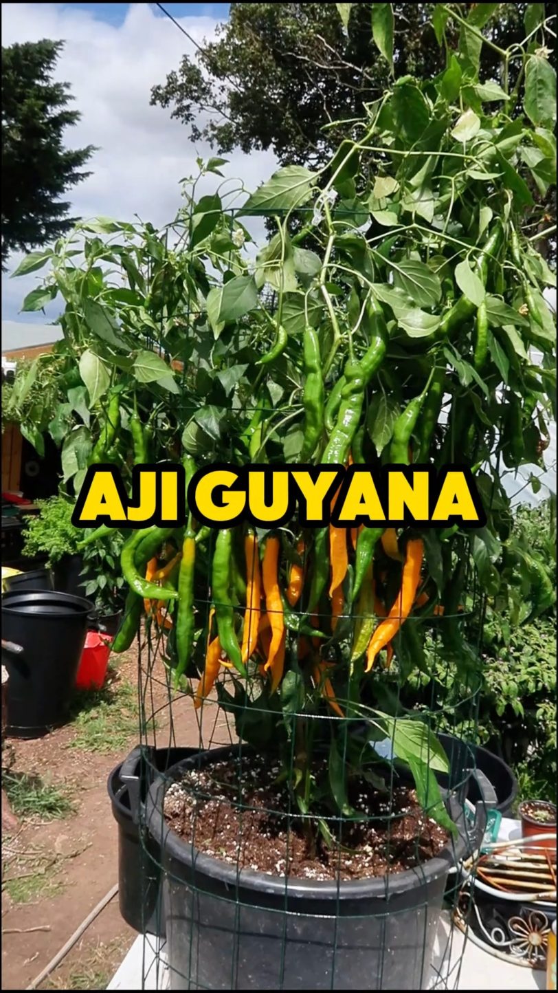 Aji Guyana Chilli Seeds - Image 3