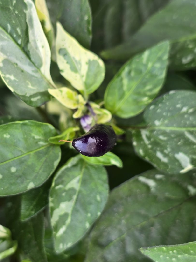 Fairy Light x Hot Pallet Chilli Seeds - Image 2