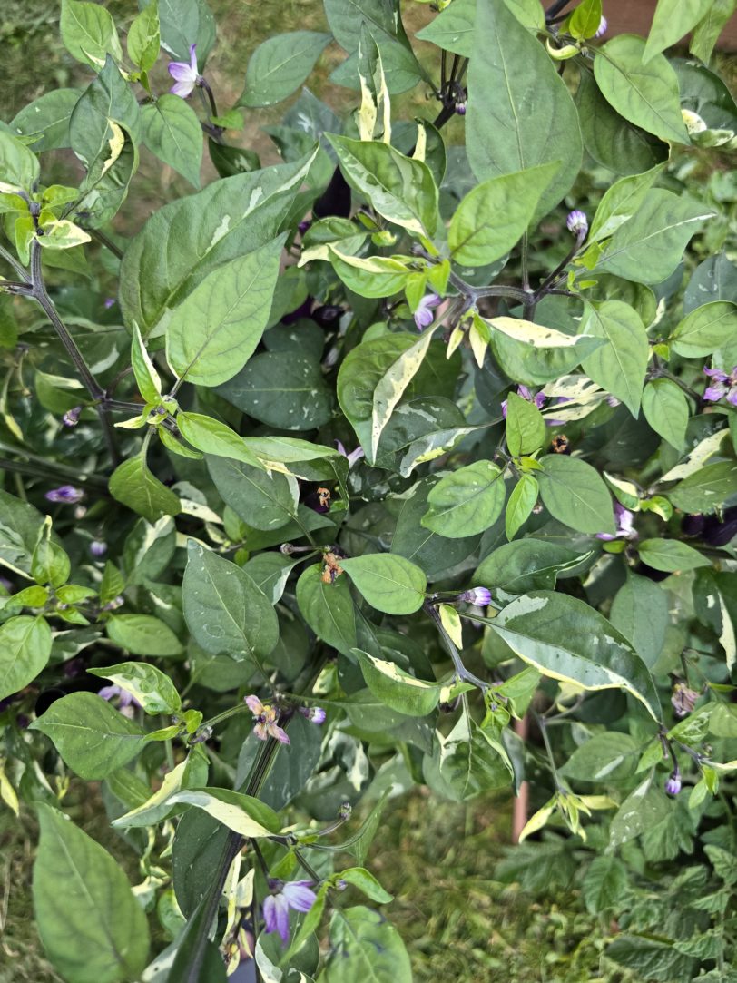 Fairy Light x Hot Pallet Chilli Seeds - Image 3