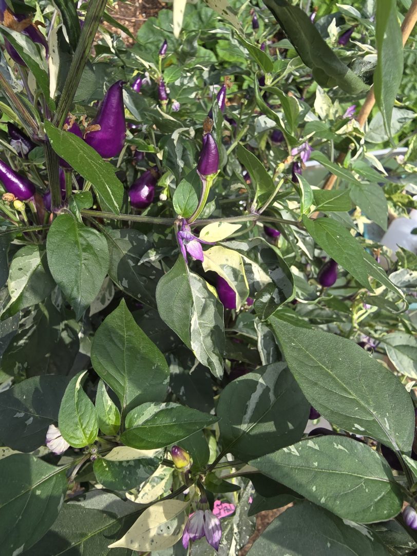 Fairy Light x Hot Pallet Chilli Seeds - Image 4