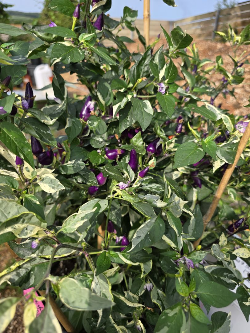 Fairy Light x Hot Pallet Chilli Seeds - Image 5