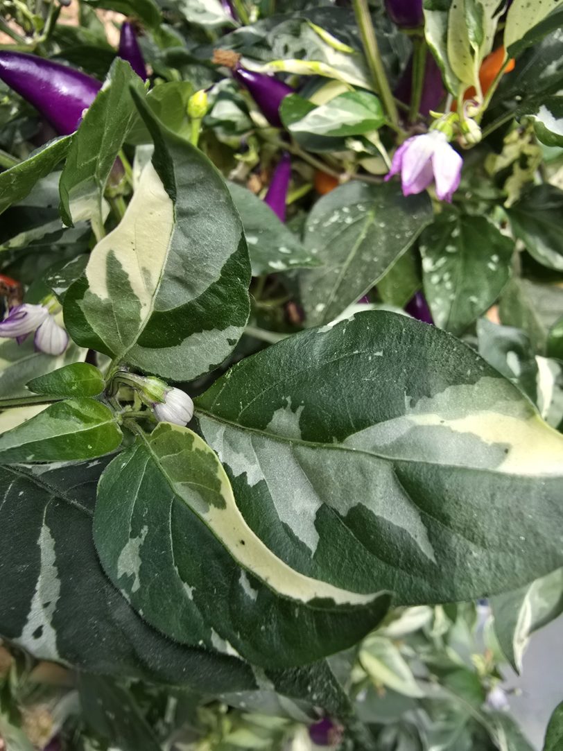 Fairy Light x Hot Pallet Chilli Seeds - Image 6