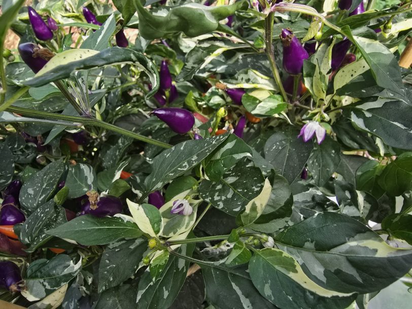 Fairy Light x Hot Pallet Chilli Seeds - Image 7