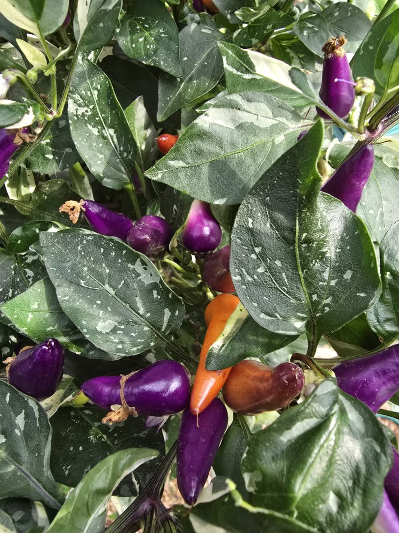 Fairy Light x Hot Pallet Chilli Seeds - Image 8