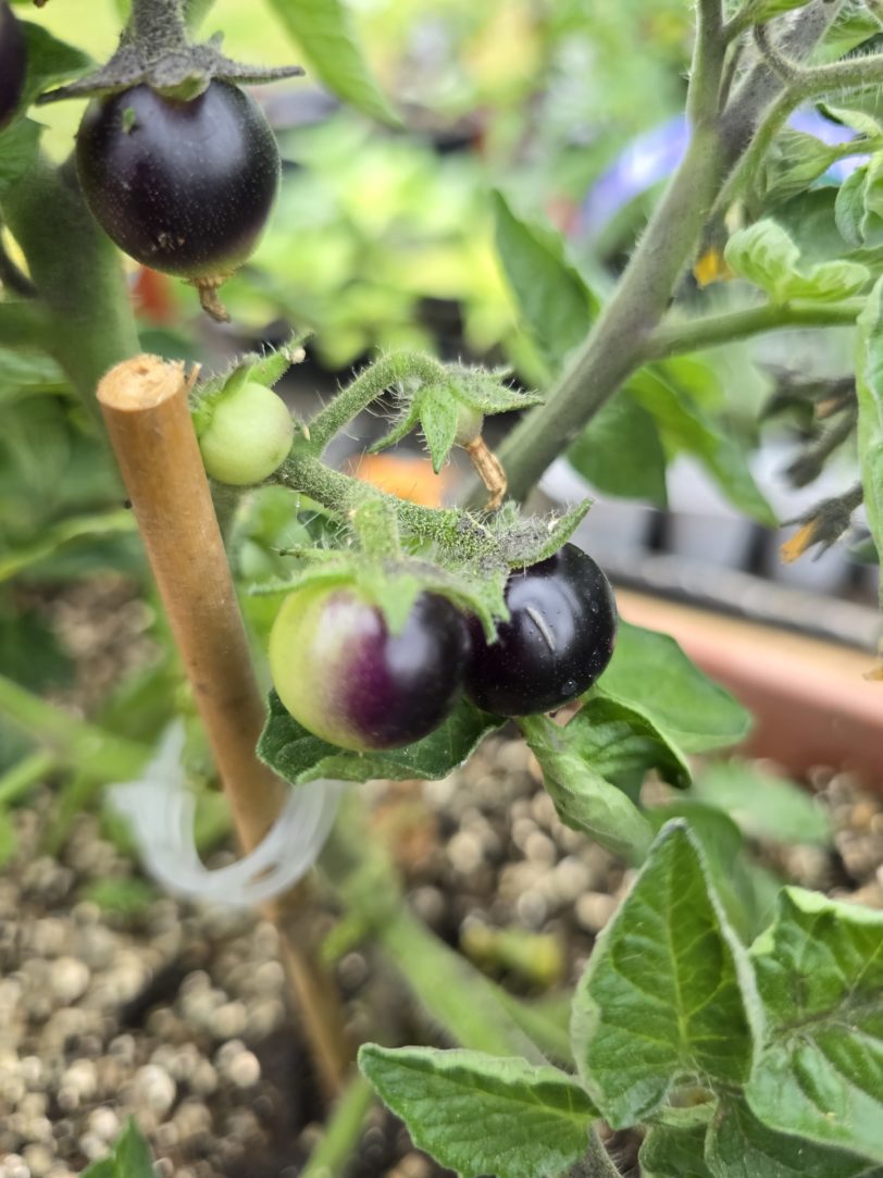 Inkspot Micro Dwarf Tomato Seeds - Image 2