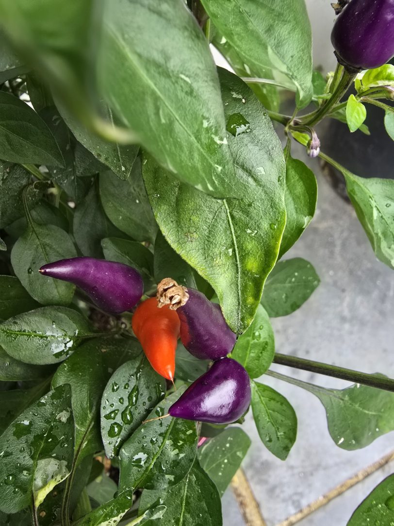 Fairy Light x Hot Pallet Chilli Seeds - Image 9